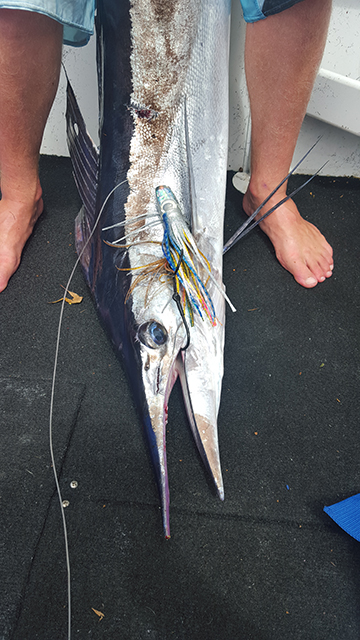 ANGLER: Russell Emms SPECIES: Shortbill Spearfish
 WEIGHT: 24.4kg LURE: JB Lures 10" Dingo in "Evil"